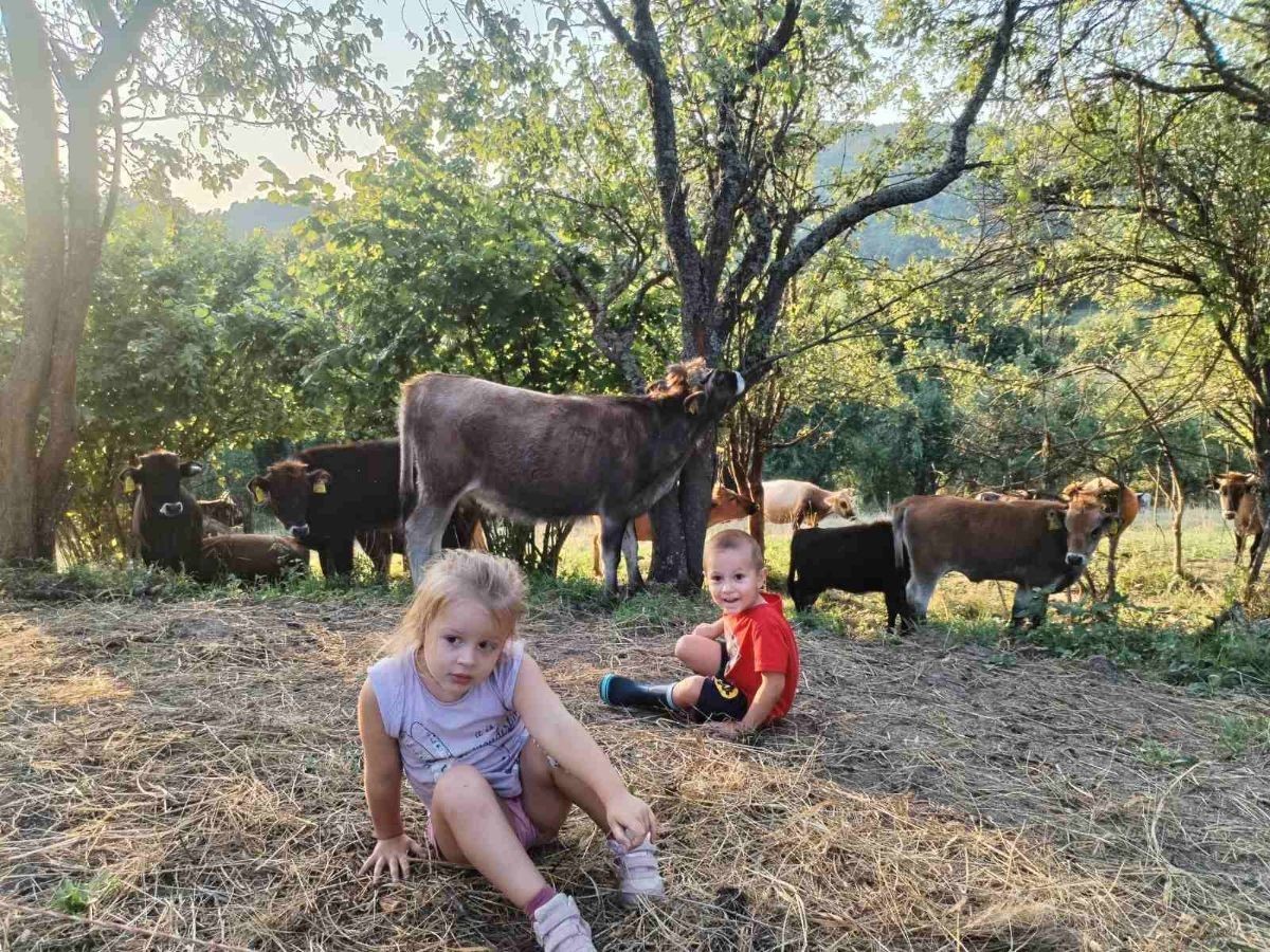 Bušama spasili porodično imanje: Goveda pasu, čovek im ne treba ...
