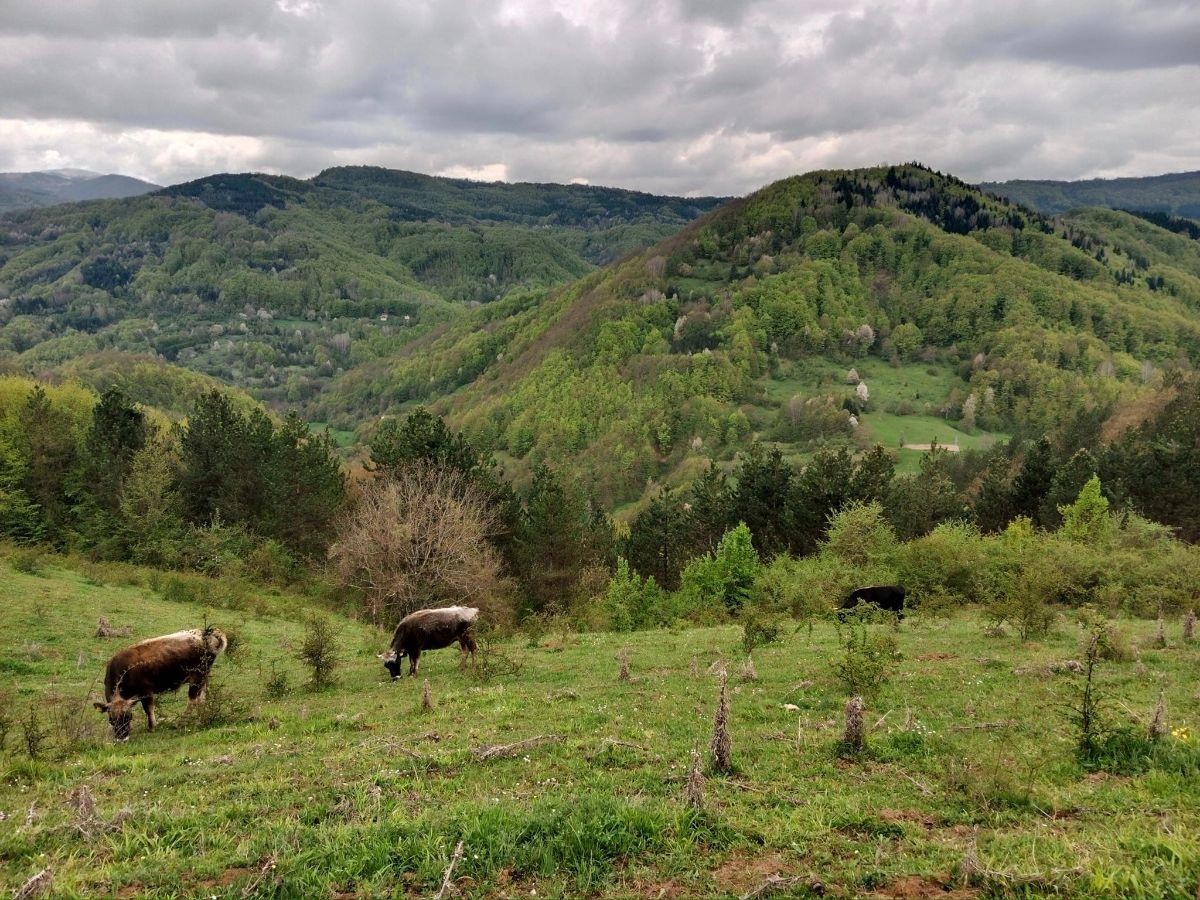 Bušama spasili porodično imanje: Goveda pasu, čovek im ne treba ...