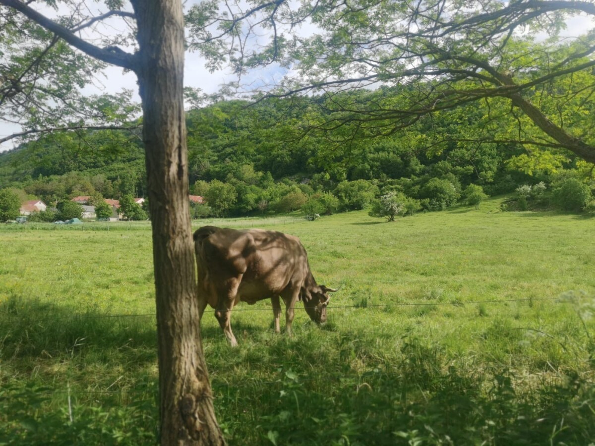krava u hladovini