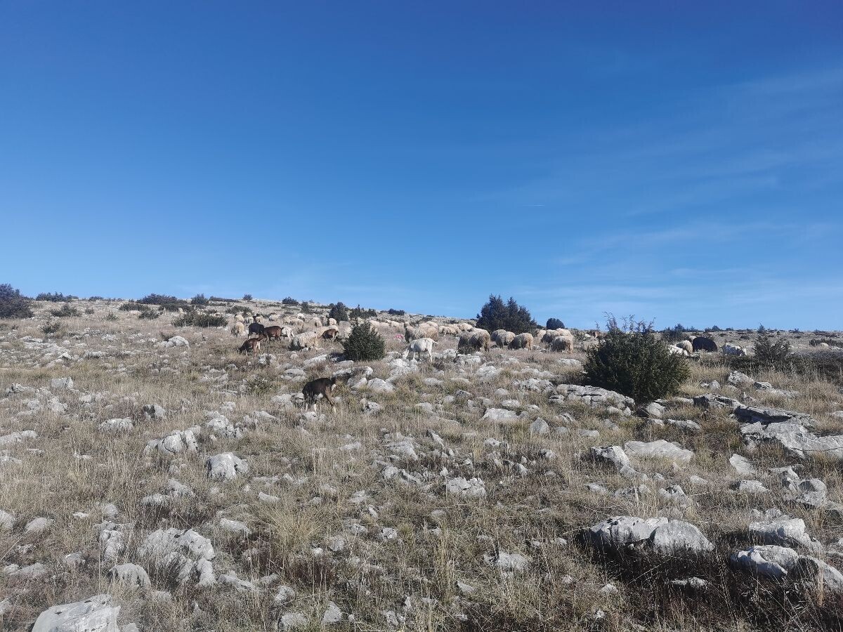 ovce na planini