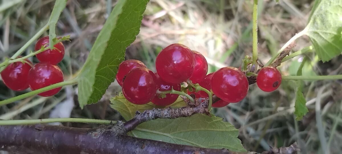 crvena ribizla