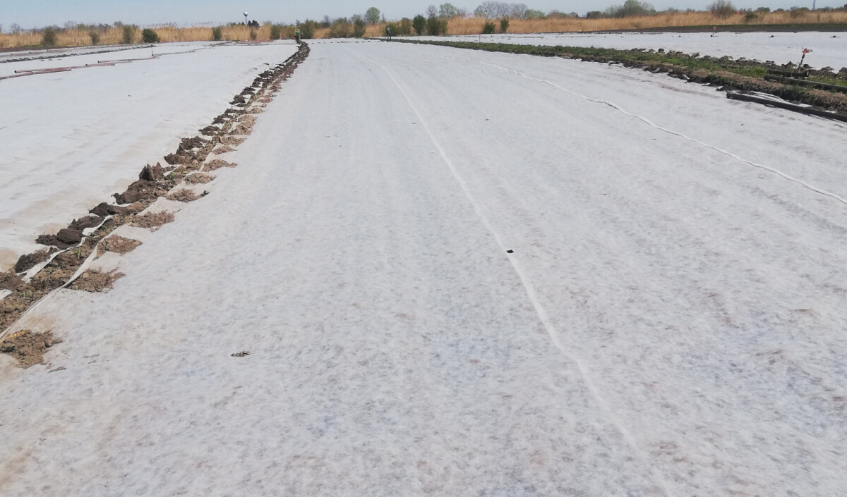 Karfiol pokriven agrilom