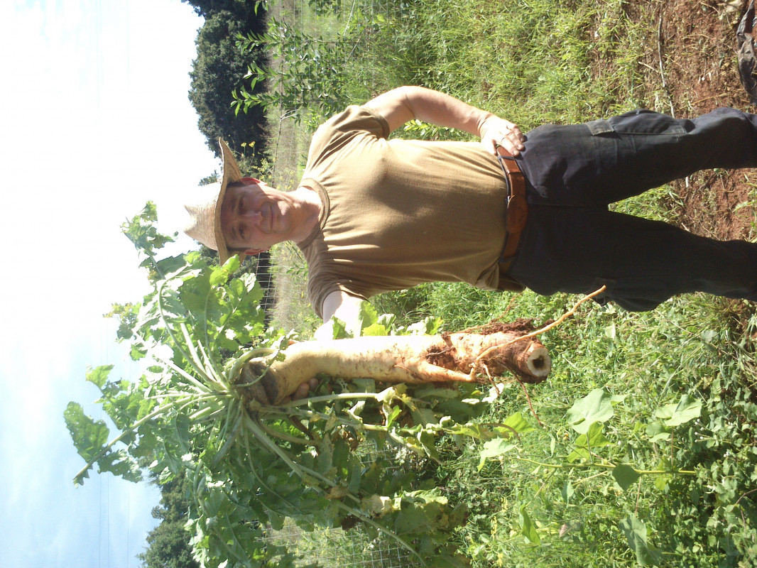 daikon rotkva uzgoj