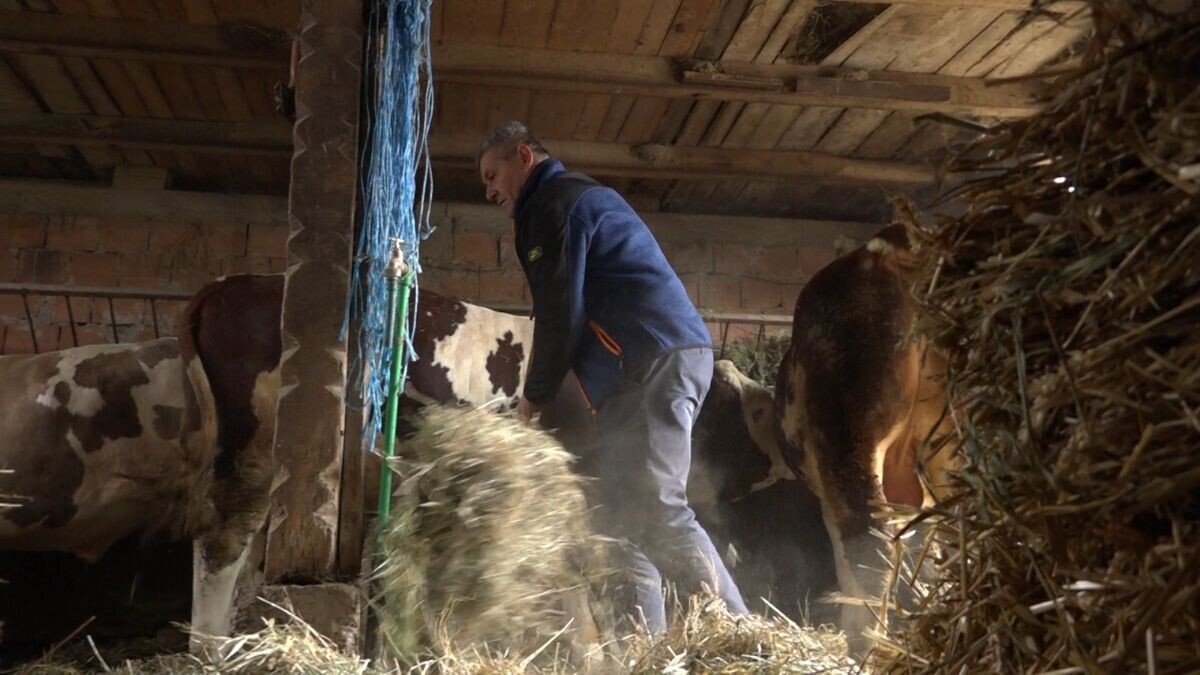 Otac vodi brigu o bikovima