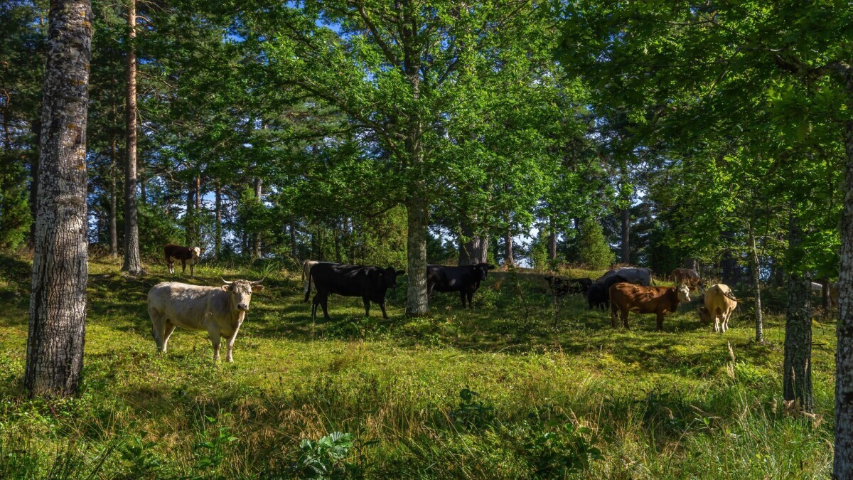 agro forest