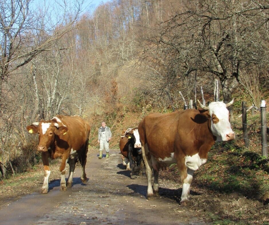 Domaćinstvo Sladojević