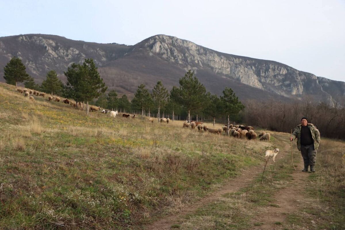 Đorđe Pajkić i ovce