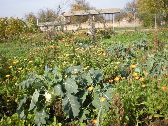 Organsko đubrenje