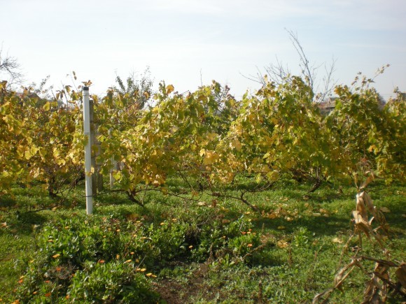 vinograd