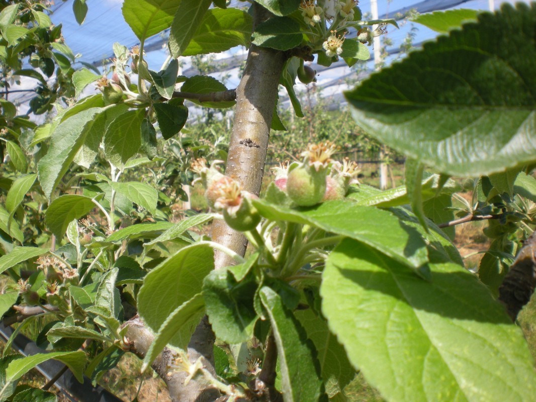Plodići jabuka ore proređivanja