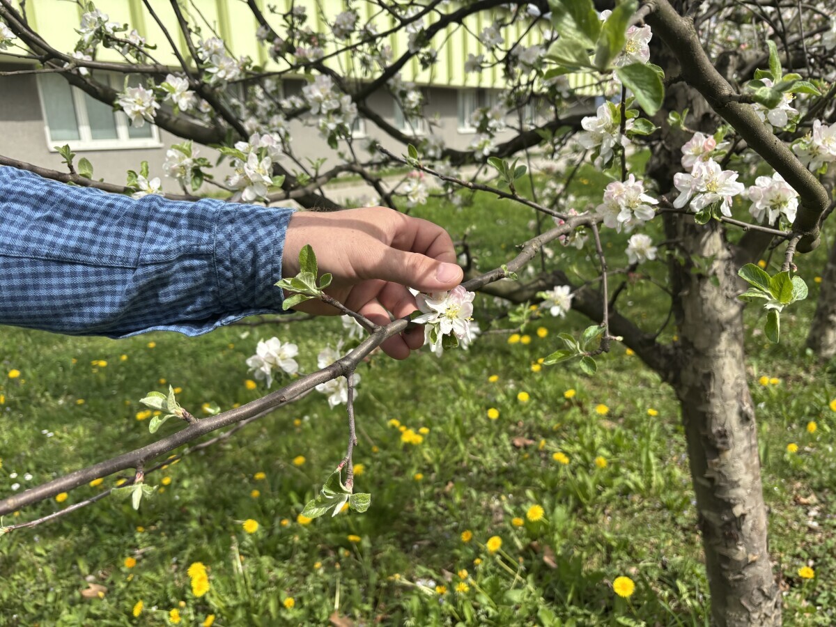 grančica procjetale voćke