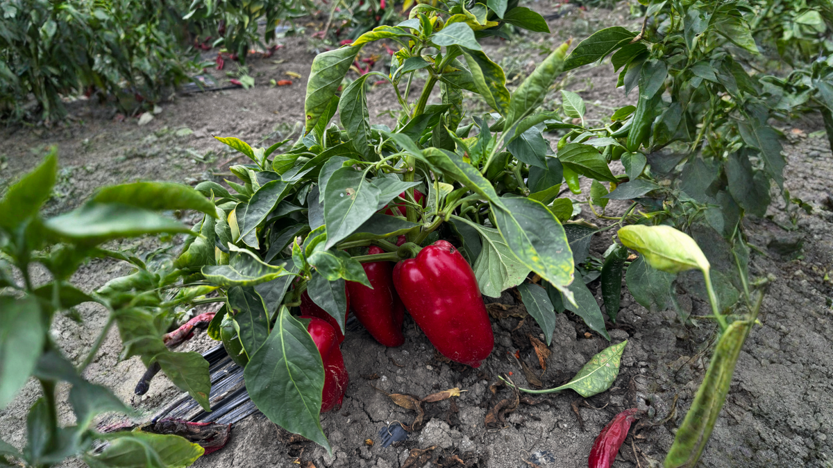 paprika marić