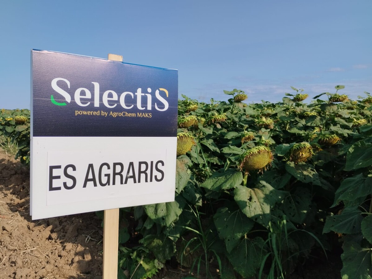 suncokret, polje, tabla, prinos, ES Agraris CLP