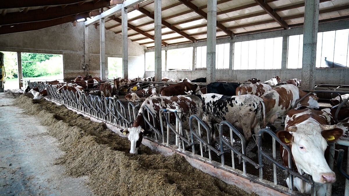 krave u štali