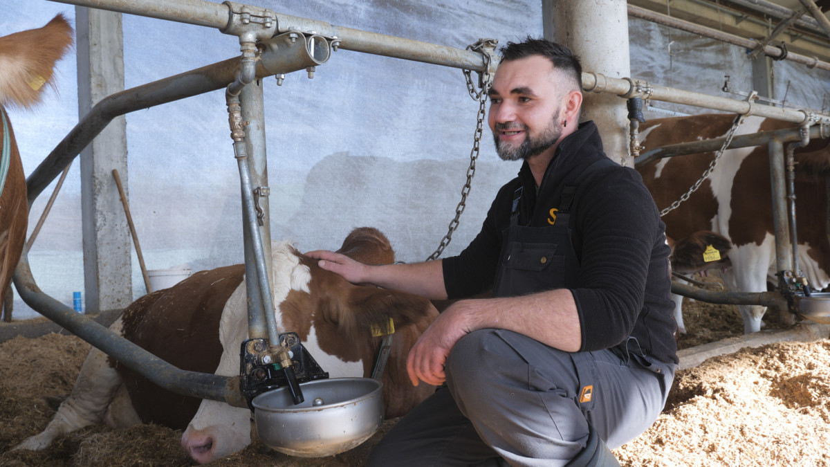 Mato Janjić s kravom