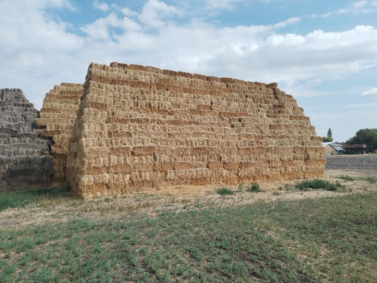 bale sena