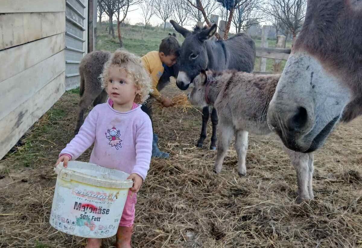 djevojčica sa kantom na farmi magaraca