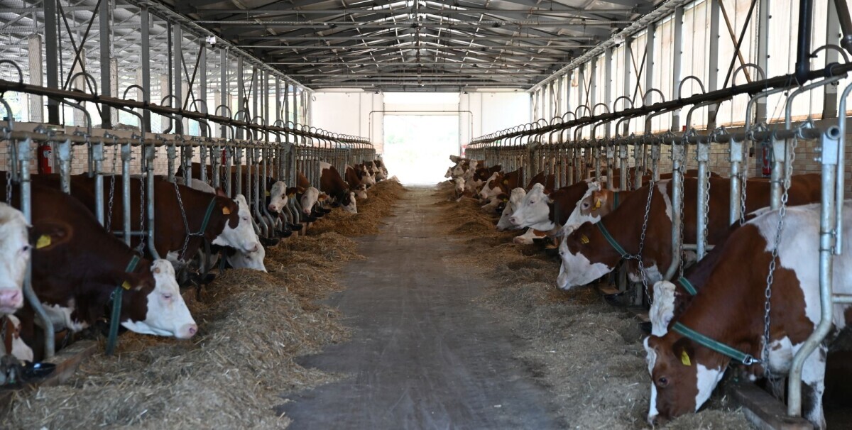 farma krava
