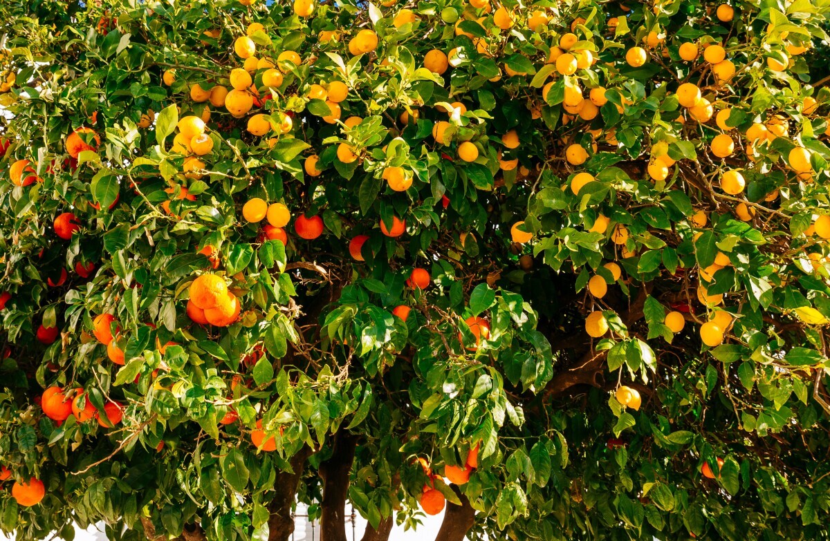 TomTato krumpir i rajčica