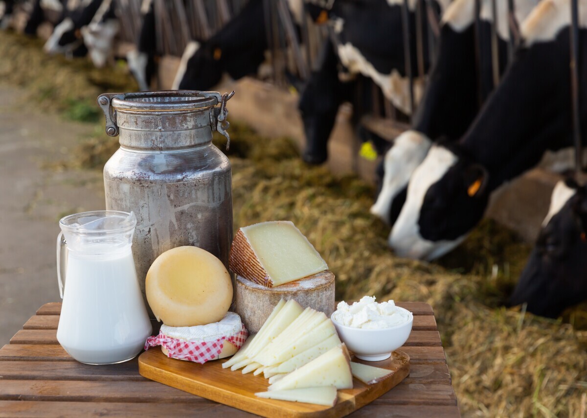 Sira i jogurt mogu biti povezani sa smanjenim rizikom od metaboličkih poremećaja
