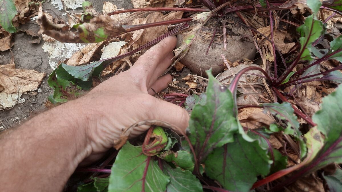 Cvekli treba posvetiti mnogo pažnje, jer često oboleva