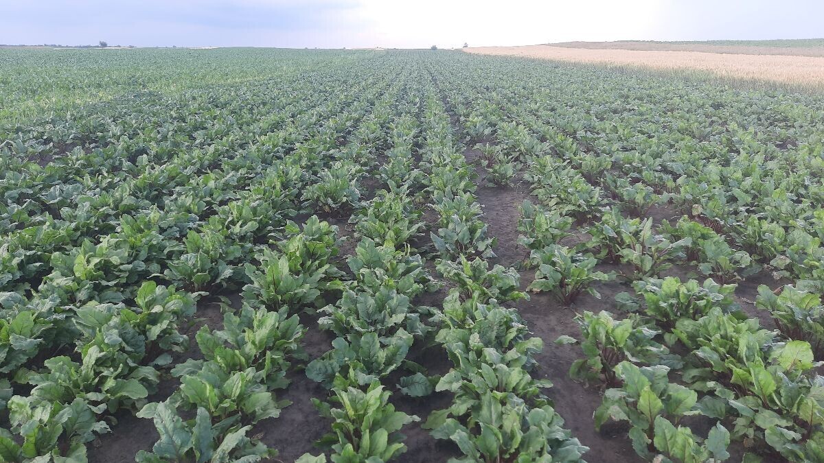 Tokom vegetacije je potrebno mnogo puta obilaziti useve