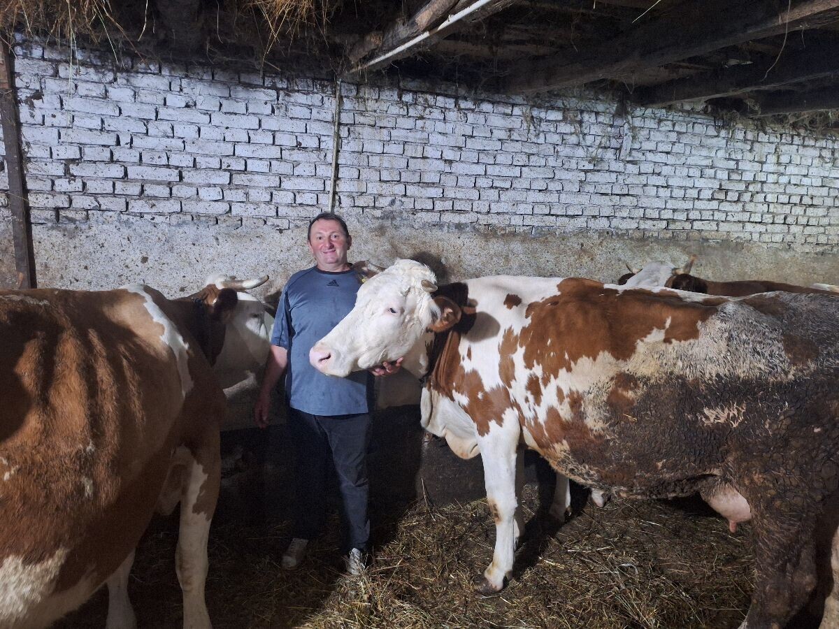 Gradiša Stojanović sa kravama