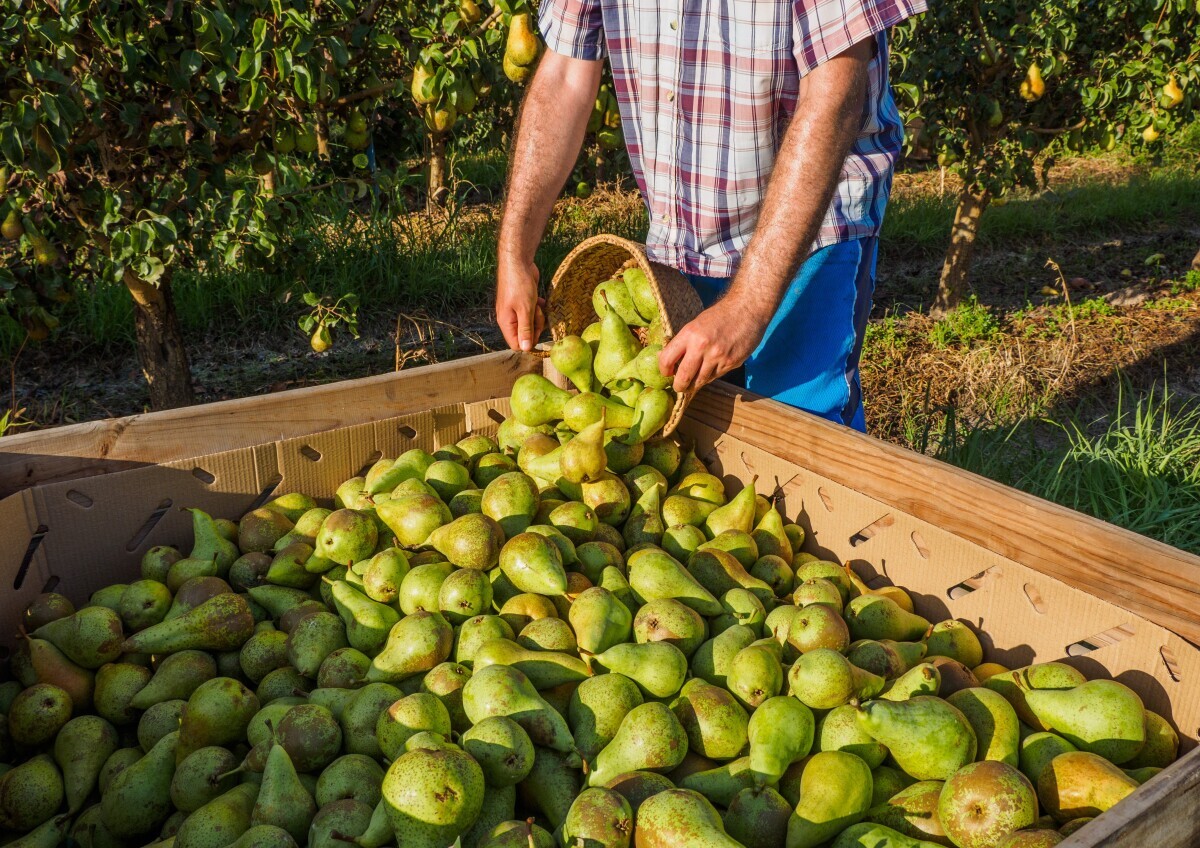 Globalna poljoprivreda, kruška