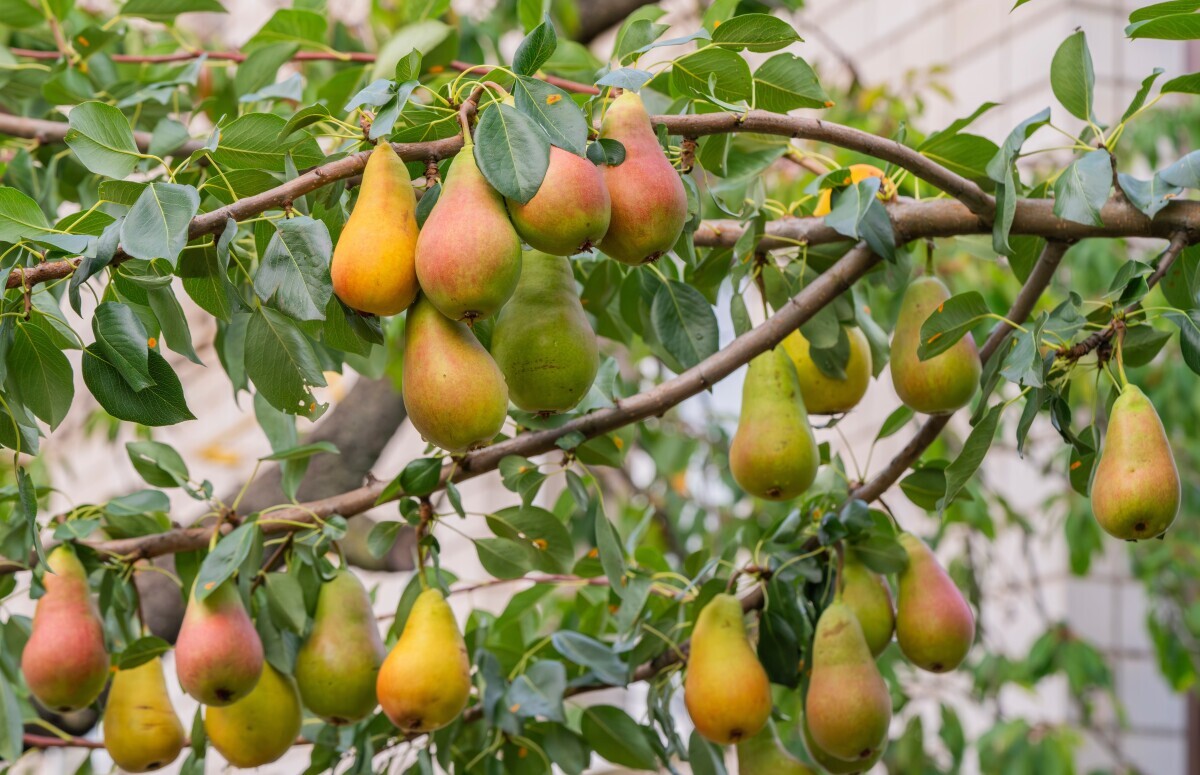 Globalna poljoprivreda, kruška