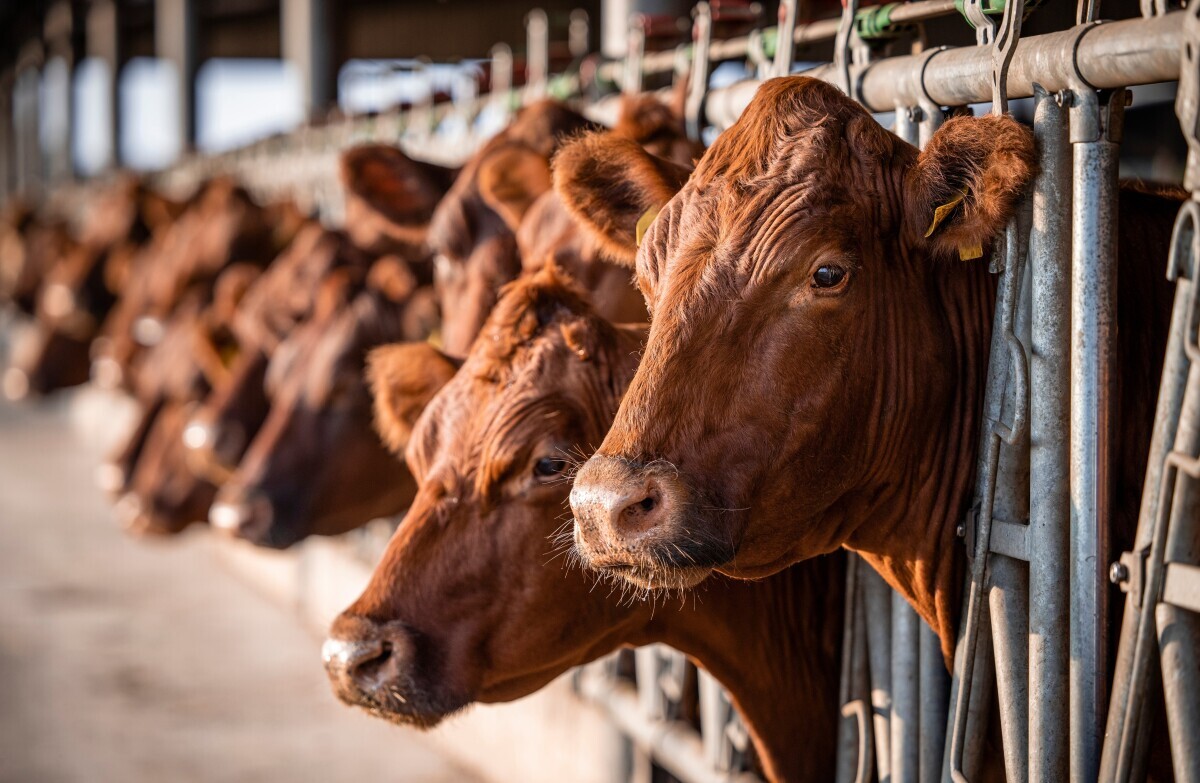 Globalna poljoprivreda - govedarstvo