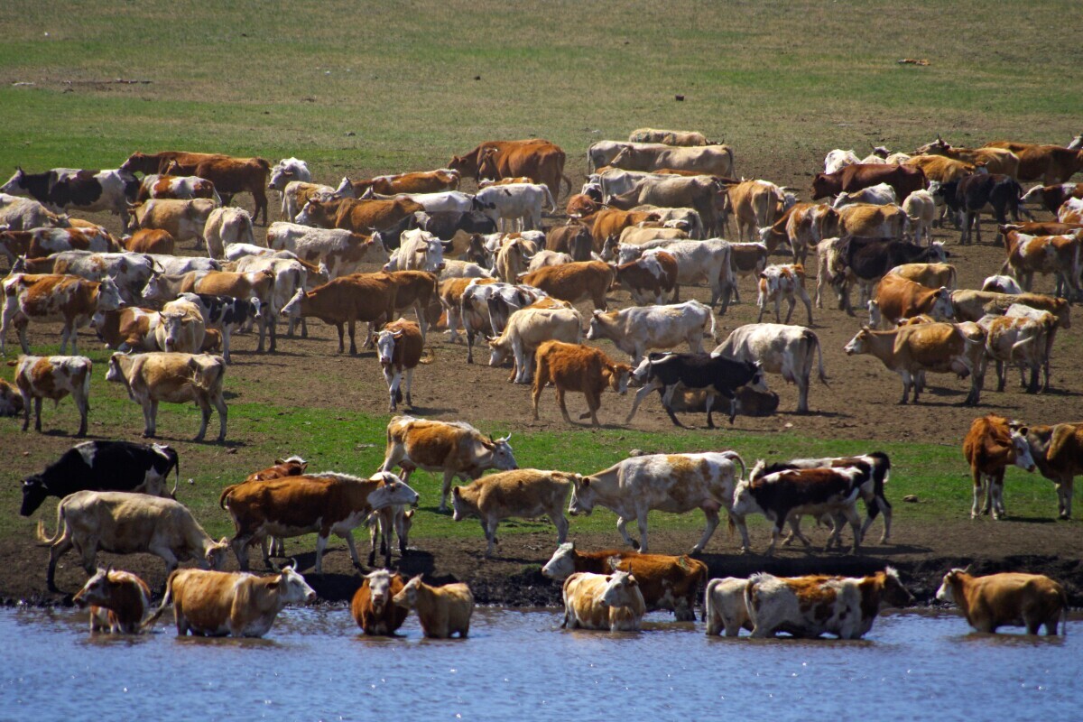 Globalna poljoprivreda - govedarstvo