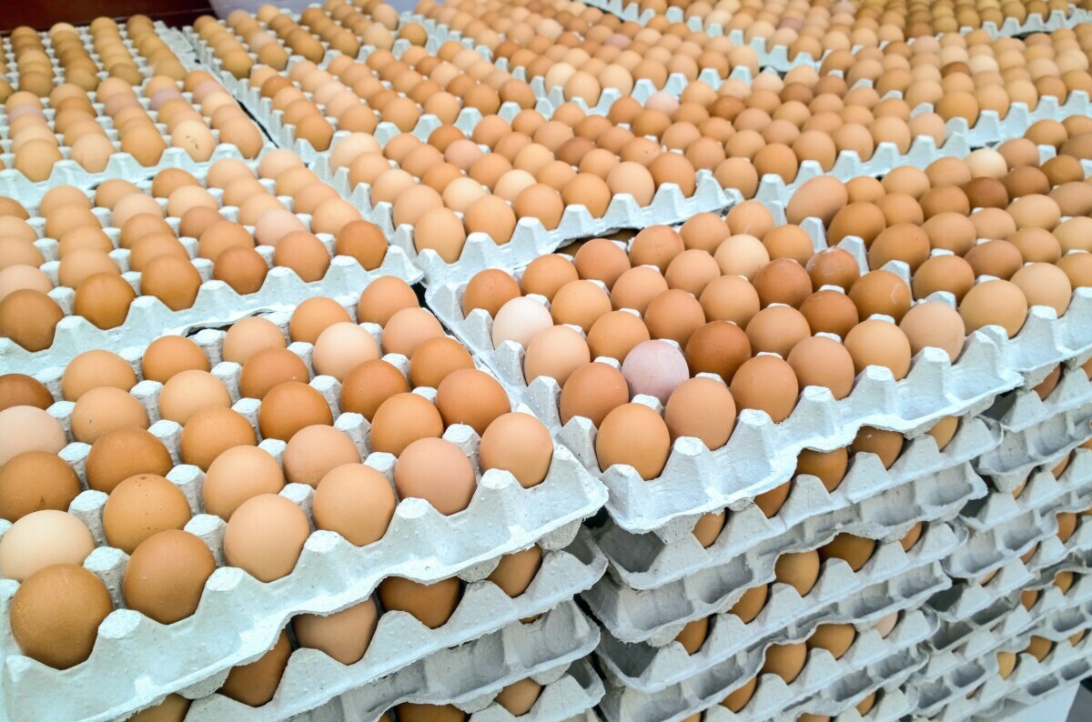 Globalna poljoprivreda, peradarstvo