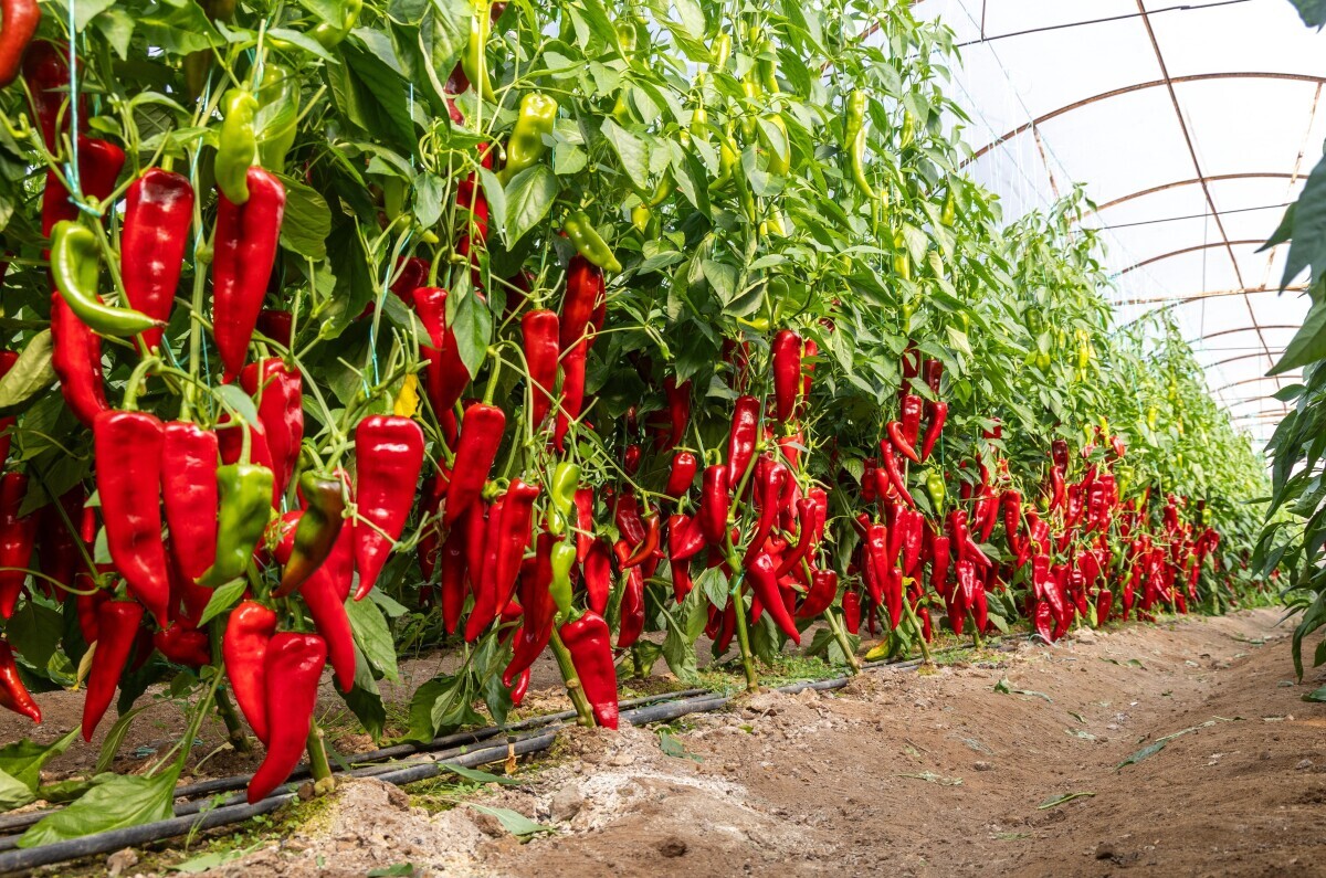 Globalna poljoprivreda paprika