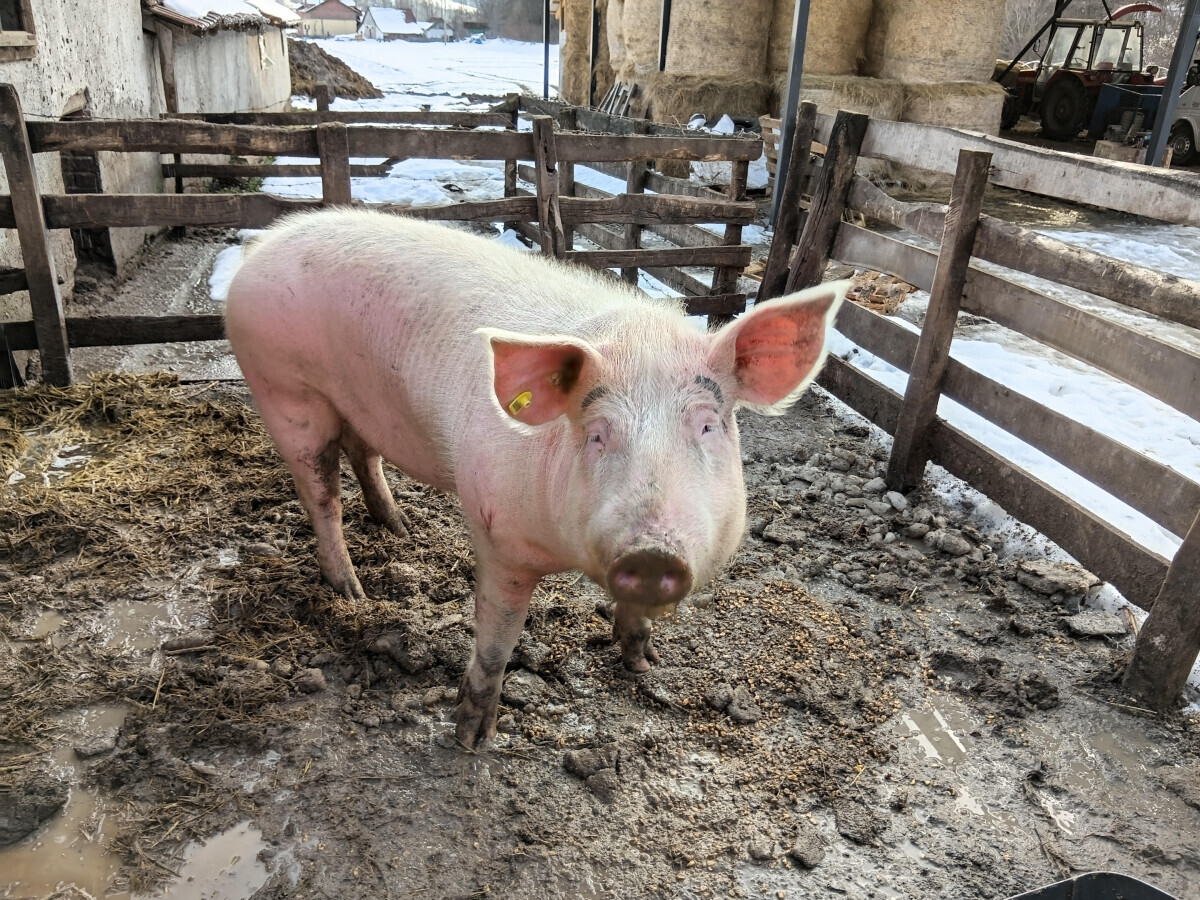 svinja u oboru