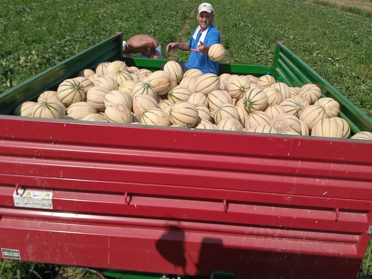 MUSTAFA GRADAŠČEVIĆ: Kakvo more, berićet je u poljoprivredi (foto) 10 gradascevic