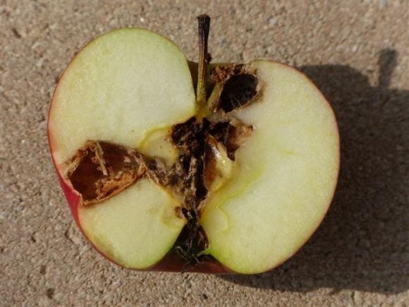 Šteta od jabučnog savijača