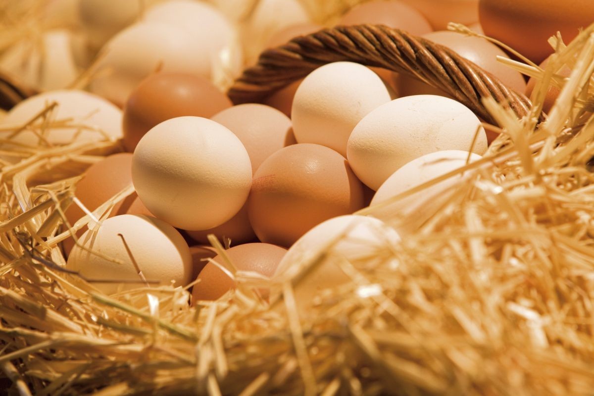 Сельское хозяйство яйца