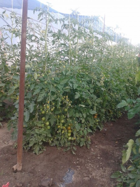 Plastenička proizvodnja