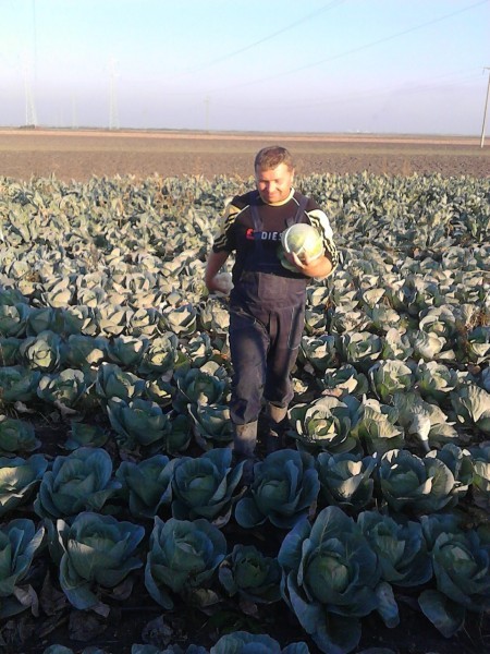 Sava Andrić - povrtar