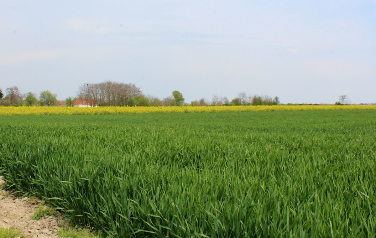 usjev pšenice mladi