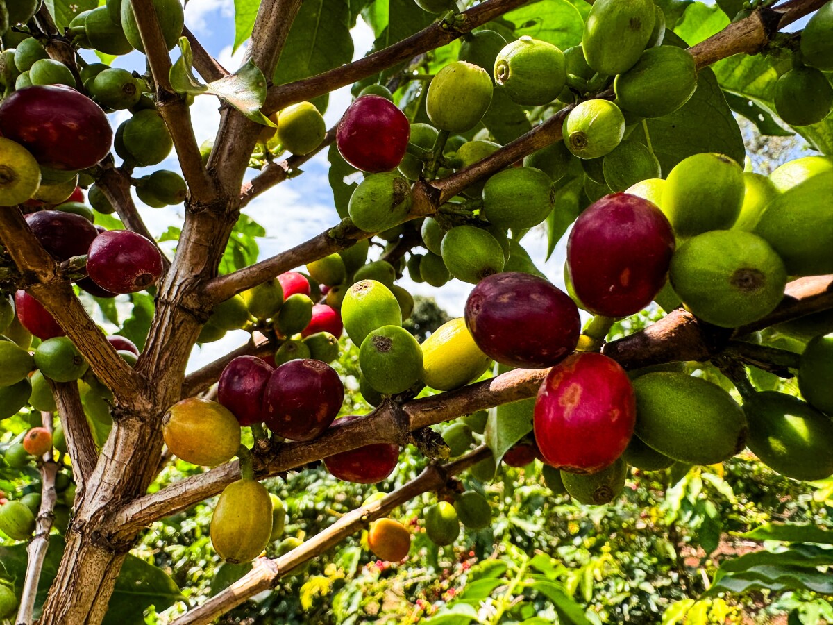Crvene i zelene bobice kave