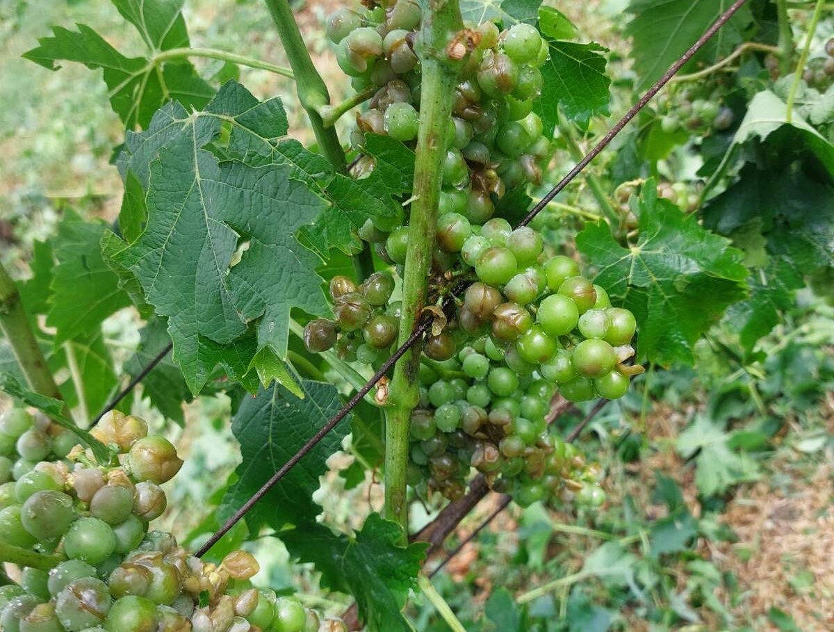 uništena loza