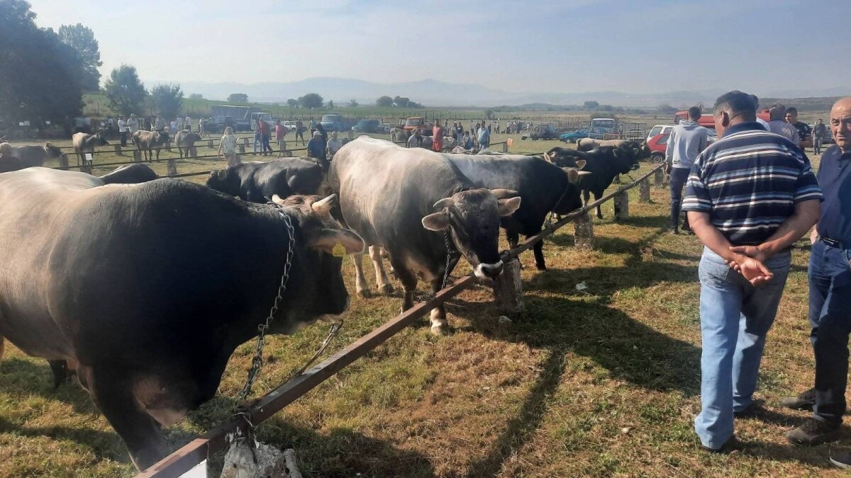 Izložba stoke u Gacku