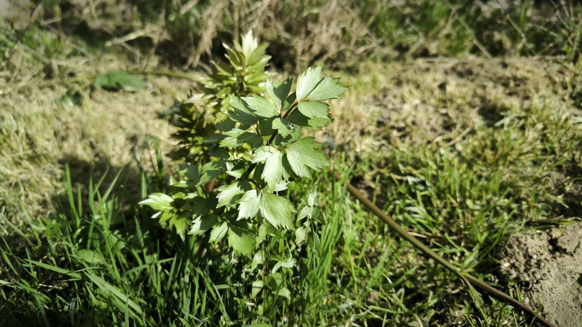ljupčac, biljka, začin