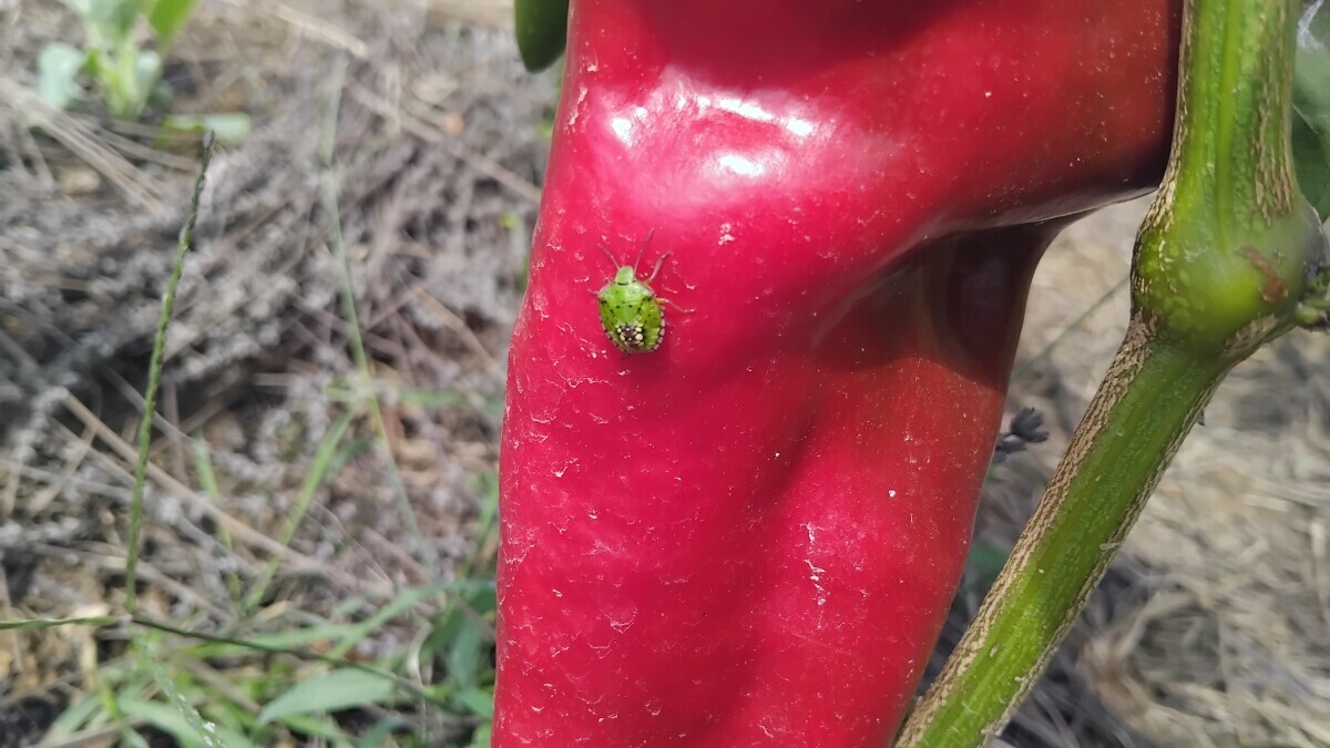 paprika