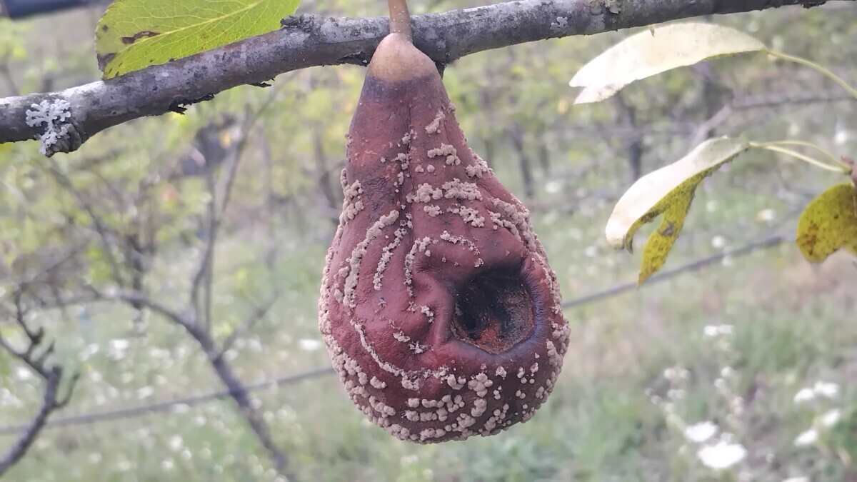 Mumificirani plod kruške