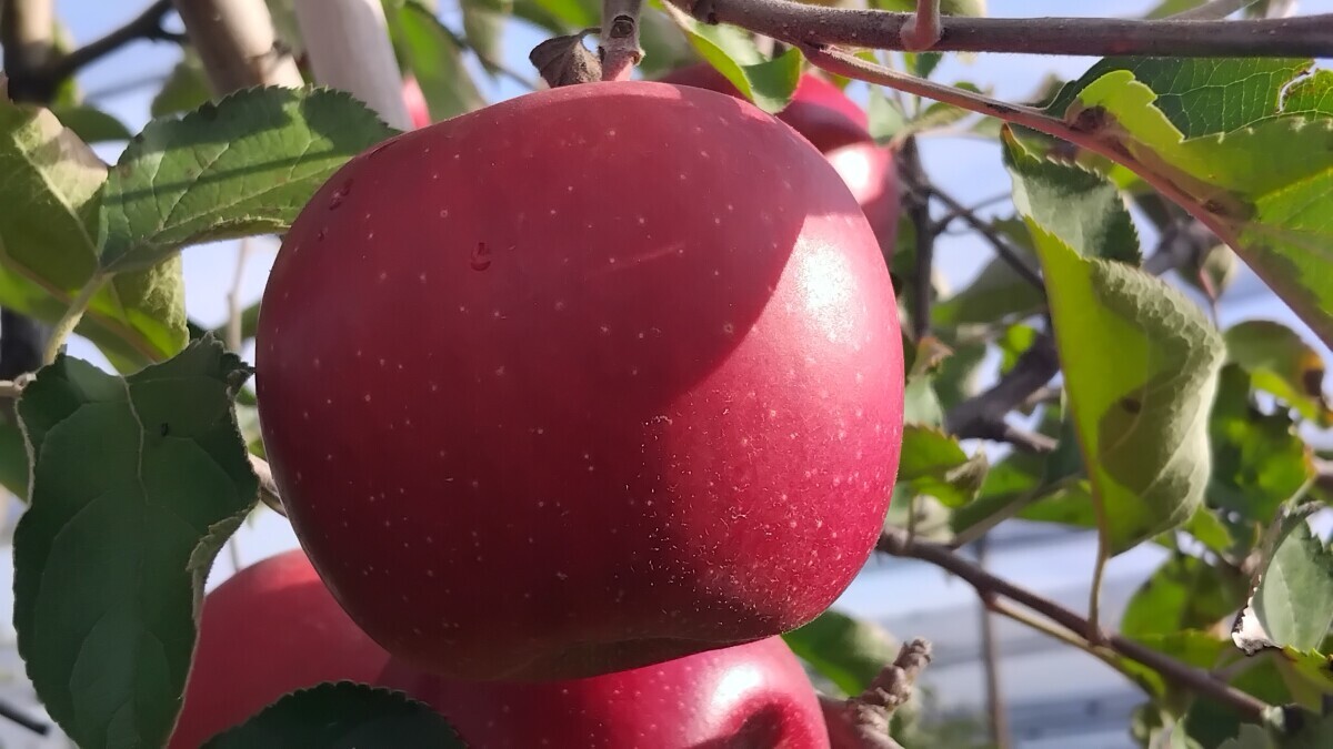 pink lady jabuka