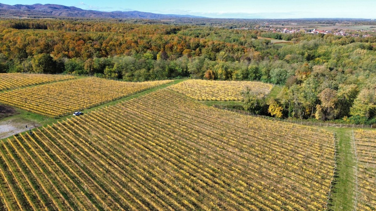 Enosophia, Timac Agro