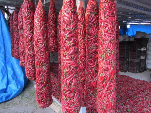 Organska začinksa paprika