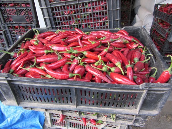 Organska začinksa paprika